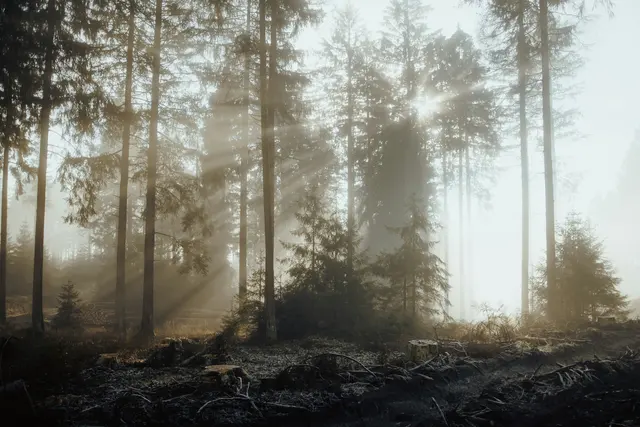 Harz