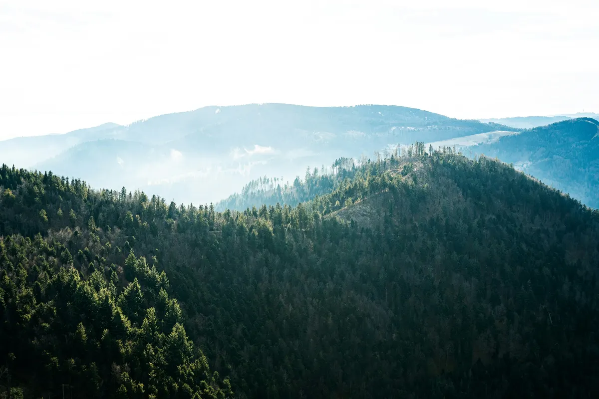 Schwarzwald
